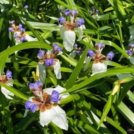 1 Cutting Rooted Rhizome Walking Iris Plant Neomarica Blue Flower Child Plant