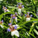 1 Cutting Rooted Rhizome Walking Iris Plant Neomarica Blue Flower Child Plant 1 Cutting Rooted Rhizome Walking Iris Plant Neomarica Blue Flower Child Plant