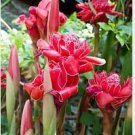 1 Live Cutting Rooted Rizhome Torch Ginger Land Lily Etlingera Elatior Plant 1 Live Cutting Rooted Rizhome Torch Ginger Land Lily Etlingera Elatior Plant