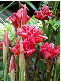 1 Live Cutting Rooted Rizhome Torch Ginger Land Lily Etlingera Elatior Plant