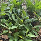 1 Rhizome Cardamom Elachi Elettaria Spicy Organic Live Plant