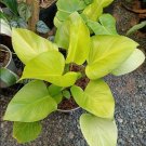 1 Rhizome Homalomena Golden Plant Free Shipping Ready to Grow 1 Rhizome Homalomena Golden Plant Free Shipping Ready to Grow