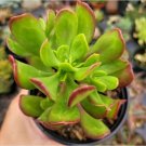 2  Mini Echeveria Mebina Succulent Plant Great Fresh Garden