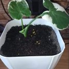 2 Bulb Rhizomes Alocasia Mickey Mouse Plant Xanthosoma Variegated Plant 2 Bulb Rhizomes Alocasia Mickey Mouse Plant Xanthosoma Variegated Plant