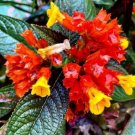 2 Bulbs Alloplectus Gesneriace Flower Plant Ready for Plant 2 Bulbs Alloplectus Gesneriace Flower Plant Ready for Plant