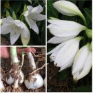 2 Bulb Rhizomes Alocasia Mickey Mouse Plant Xanthosoma Variegated Plant 2 Bulb Rhizomes Alocasia Mickey Mouse Plant Xanthosoma Variegated Plant