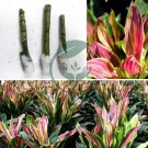 2 Cutting nodes Cordyline Ti Plants Sherbert Rose Yellow Hawaiian Ginger 2 Cutting nodes Cordyline Ti Plants Sherbert Rose Yellow Hawaiian Ginger