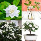 2 Cutting Nodes Gardenia Heirloom White Rare Live Starter Plant Cutting Bush Cape Jasmine Flower