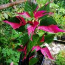 2 Cutting Rooted Nodes Alternanthera Party Time Live Rooted Starter Plant