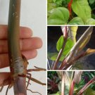 2 Cutting rooted Nodes Philodendron Red Emerald Climbing Erubescens Plant 2 Cutting rooted Nodes Philodendron Red Emerald Climbing Erubescens Plant