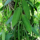 2 Cutting Rooted Vanilla Planifolia Orchid Plant Vanilla Bean Ready to Grow