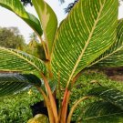 2 Rhizome Heliconia Indica Striata Variegated Plant Free Shipping 2 Rhizome Heliconia Indica Striata Variegated Plant Free Shipping