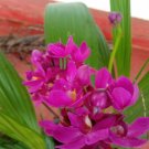 2 Rhizome spathoglottis Plicata Purple Ground Orchid Flowering Plant