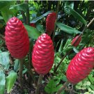 2 Rhizomes Shampoo Ginger , Zingiber Zerumbet, Pine Cone, Free & Fast Shipping 2 Rhizomes Shampoo Ginger , Zingiber Zerumbet, Pine Cone, Free & Fast Shipping