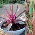 2 Rooted Cutting Nodes Tradescantia Spathacea Oyster plant moses in the Cradle