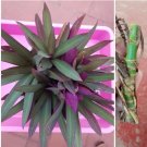 2 Rooted Cutting Nodes Tradescantia Spathacea Oyster plant moses in the Cradle0