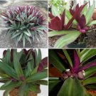 2 Rooted Cutting Nodes Tradescantia Spathacea~Boat Lily~Moses in the Cradle~Oyster Plant