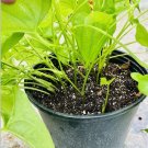 3 Bulbs Purple Lesser yam Smoothie (Dioscorea alata) Healthy Edible Bulb Ready to Plant