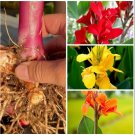 3 Bulbs Rhizomes Canna Lily Red, Orange, Yellow. Colors (3 Types) Tropical Plant 3 Bulbs Rhizomes Canna Lily Red, Orange, Yellow. Colors (3 Types) Tropical Plant