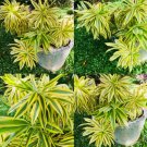 3 Cutting Nodes Rare Dracaena Reflexa Song Of India Tropical Plant Live House 3 Cutting Nodes Rare Dracaena Reflexa Song Of India Tropical Plant Live House