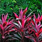 3 Cutting Nodes Rare Dracaena Reflexa Song Of India Tropical Plant Live House 3 Cutting Nodes Rare Dracaena Reflexa Song Of India Tropical Plant Live House