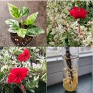 3 Cutting Nodes Snow Queen Hibiscus Rare Variegated Tropical Red Flower New Live Plant Cutting