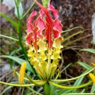 3 Fresh Bulbs Gloriosa Superba Climbing Fire Lily Exceptional Beauty