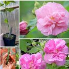 3 Fresh Cutting Nodes Dixie Rosemallow Confederate Rose Hibiscus mutabilis Plant
