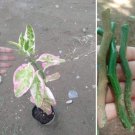 3 Fresh Cutting Rooted Nodes Devil's Backbone Variegated Euphorbia Zig Zag Plant