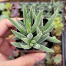 3 Fresh Live Cotyledon Orbiculata Cv. Succulent Cuttings Clippings Plants Fresh Garden 3 Fresh Live Cotyledon Orbiculata Cv. Succulent Cuttings Clippings Plants Fresh Garden