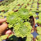 3 Fresh Live Rare Cotyledon Pendens Succulent Cuttings Fresh Garden 3 Fresh Live Rare Cotyledon Pendens Succulent Cuttings Fresh Garden