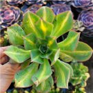 3 Live Fresh Aeonium Lily Pad Succulent Cuttings Clippings Fresh Garden 3 Live Fresh Aeonium Lily Pad Succulent Cuttings Clippings Fresh Garden