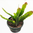 3 Packs Live Echeveria Lovely Rose Succulent Plants Fully Rooted In 2 Plant Pot Fresh Garden 3 Packs Live Echeveria Lovely Rose Succulent Plants Fully Rooted In 2 Plant Pot Fresh Garden