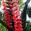 3 Rhizome White, Yellow, Red Butterfly Ginger Hedychium Coccineum Scarlet Plant 3 Rhizome White, Yellow, Red Butterfly Ginger Hedychium Coccineum Scarlet Plant