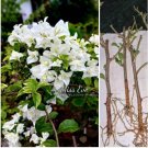 3 Well Rooted Cutting Bougainvillea MISS EVE Flowers Bonsai Plant Free Ship 3 Well Rooted Cutting Bougainvillea MISS EVE Flowers Bonsai Plant Free Ship