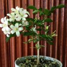 3 Well Rooted Cutting Orange Jasmine Murraya Paniculata Fragrant Flowering Plant 3 Well Rooted Cutting Orange Jasmine Murraya Paniculata Fragrant Flowering Plant