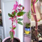 4 Cutting Altenanthera PARTY TIME - Altenanthera Live Rooted Starter Plant 4 Cutting Altenanthera PARTY TIME - Altenanthera Live Rooted Starter Plant