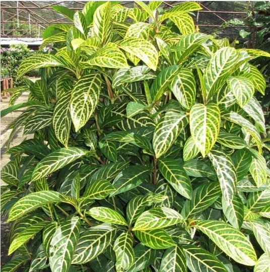 4 Cutting Rooted Nodes Tiger Plant Ellen Sanchezia Nobilis Zebra Plant