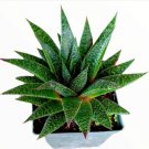 4 Packs Burro S Tail Sedum Morganianum Donkey S Tail Rooted In 2 Inch Planters Fresh Garden 4 Packs Burro S Tail Sedum Morganianum Donkey S Tail Rooted In 2 Inch Planters Fresh Garden