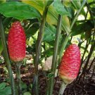 4 Rhizomes Shampoo Ginger Lily , Zingiber Zerumbet, Pine Cone, Awapuhi Plant 4 Rhizomes Shampoo Ginger Lily , Zingiber Zerumbet, Pine Cone, Awapuhi Plant