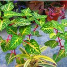 5 Cutting Rooted Nodes Iresine Diffusa Rare Live Plant