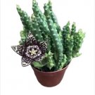 5 Mini Iron Buckets 5 Packs Potted Succulent Plants Wedding Decor Baby Show Fresh Garden 5 Mini Iron Buckets 5 Packs Potted Succulent Plants Wedding Decor Baby Show Fresh Garden