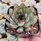 5 Packs Live Echeveria Lovely Rose Succulent Plants Fully Rooted In 2 Plant Pot Fresh Garden 5 Packs Live Echeveria Lovely Rose Succulent Plants Fully Rooted In 2 Plant Pot Fresh Garden