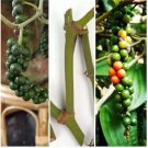 5 Rooted live Cutting Black Pepper Piper Nigrum for Planting 5 Rooted live Cutting Black Pepper Piper Nigrum for Planting