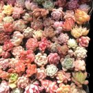 6 Mini Iron Buckets 6 Packs Potted Succulent Plants Great Fresh Garden 6 Mini Iron Buckets 6 Packs Potted Succulent Plants Great Fresh Garden