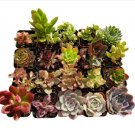 7 Packs 2  Assorted Echeveria Rosettes Mini Succulents Plants Fresh Garden