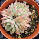 7 Packs Live Echeveria Lovely Rose Succulent Plants Fully Rooted In 2 Plant Pot Fresh Garden 7 Packs Live Echeveria Lovely Rose Succulent Plants Fully Rooted In 2 Plant Pot Fresh Garden
