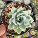 10 Assorted Succulent Cuttings Clippings Dish Terrariums Mini Fairy Fresh Garden 10 Assorted Succulent Cuttings Clippings Dish Terrariums Mini Fairy Fresh Garden