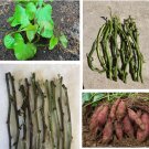 10 Cutting Rooted Nodes Slips Sweet Potato Vines Ready To Plant