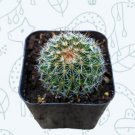 10 Mini Iron Buckets 10 Packs Succulent Plants Baby Shower Wedding Favors Fresh Garden
